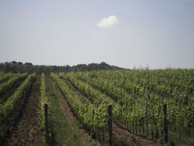 Foto Cessione attività a Montecatini Val di Cecina di 6000 m² in vendita