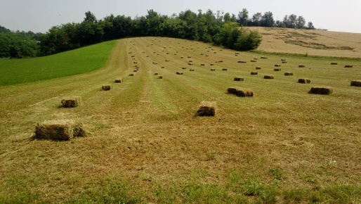Foto Cessione attività in STRADA RONCO, Lu e Cuccaro Monferrato di 7600 m²