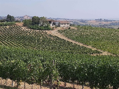 Foto Cessione attività in SP37, Rosignano Monferrato di 830 m² con 8 locali