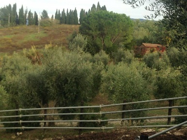 Foto Cessione attività a Cinigiano Centro con 1 locali in vendita