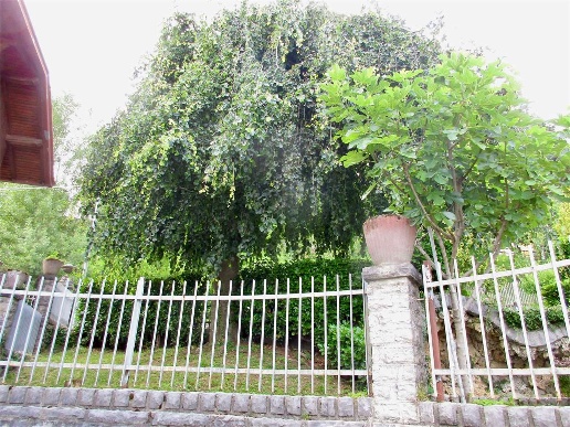 immagine annuncio 12 di 14