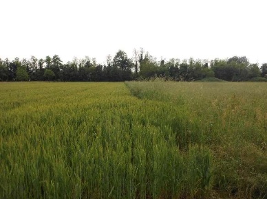 Foto Terreno agricolo in Via Martiri della Libertà, Santorso Centro