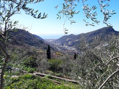 Foto Terreno edificabile a Vallebona in vendita
