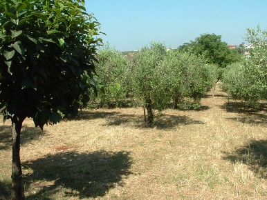 Foto Terreno agricolo in ALBANO LAZIALE, Albano Laziale di 3450 m²