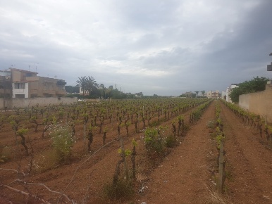 Foto Terreno edificabile in via Bessarione 147, Mazara del Vallo in vendita