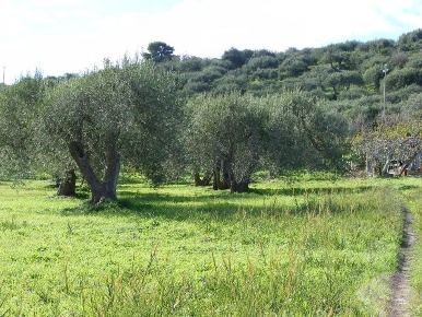 Foto Terreno agricolo in SP9 Ptrovinciale, Collesano in vendita