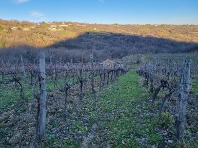 Foto Terreno agricolo in Contrada Pietrarola, Chiusano di San Domenico
