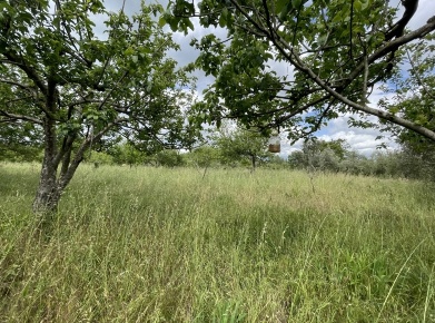 Foto Terreno agricolo in Via tenda, Castel Morrone in vendita