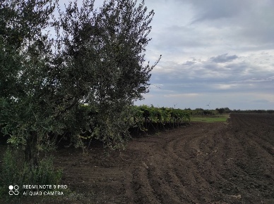 Foto Terreno agricolo in Vian San Marco 10, San Severo di 12300 m²