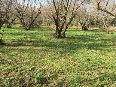 Foto Terreno agricolo in via Arcella, Montefredane di 2800 m² in vendita