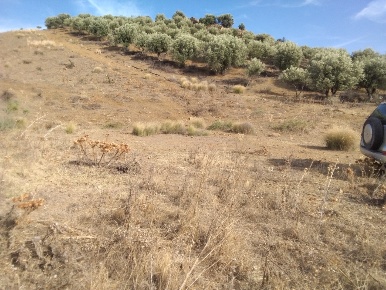 Foto Terreno agricolo in Sferro - Contrada Ficodindia, Centuripe in vendita