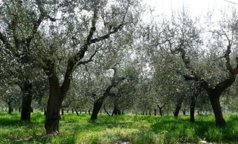 Foto Terreno agricolo a Piombino di 4000 m² in vendita