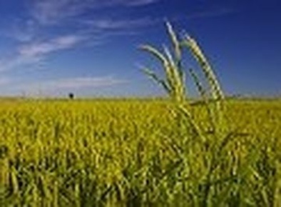 Foto Terreno agricolo a Vercelli in vendita