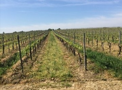 Foto Terreno agricolo a Alessandria in vendita