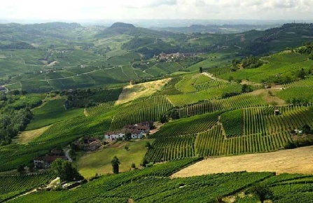 Foto Terreno agricolo a La Morra Centro di 10000 m² in vendita