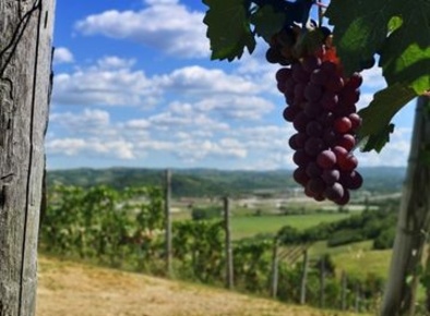 Foto Terreno agricolo a Barolo di 70 m² in vendita