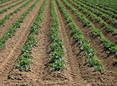 Foto Terreno agricolo a Alessandria in vendita