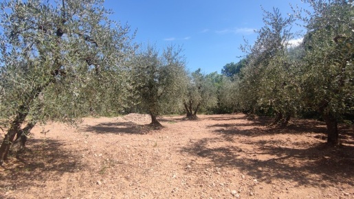 Foto Terreno agricolo a Castelnuovo Berardenga di 10075 m² in vendita