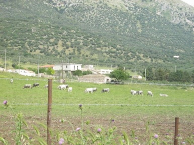 Foto Terreno agricolo in Rignano Garganico 0, Rignano Garganico in vendita