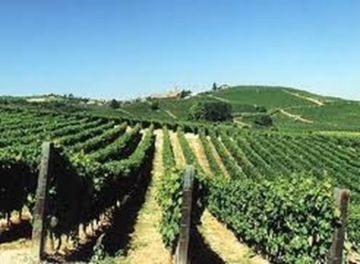 Foto Terreno agricolo a Vignale Monferrato in vendita