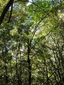 Foto Terreno agricolo a Piombino Riotorto di 8310 m² in vendita