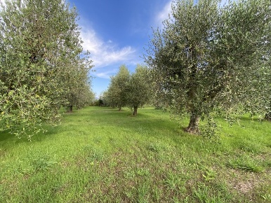 Foto Terreno agricolo a Campiglia Marittima di 3333 m² in vendita