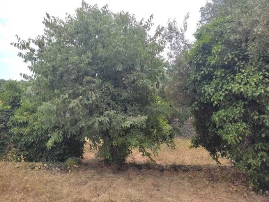 Foto Terreno edificabile a Riposto di 12000 m² in vendita
