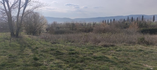 Foto Terreno agricolo in SAN ROCCO A PILLI, Sovicille di 6000 m² in vendita