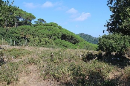 Foto Terreno agricolo in C/da Chianazzo SS113 - C/I NEUROLESI, Messina
