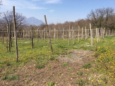 Foto Terreno agricolo in via provinciale, Santo Stefano del Sole in vendita