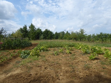 Foto Terreno agricolo in SPIGNO MONFFERATO Regione Brichetto, di 49010 m²