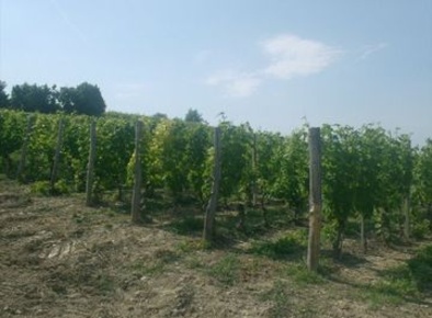 Foto Terreno agricolo a Canelli in vendita