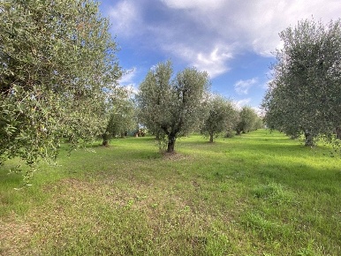 Foto Terreno agricolo a Campiglia Marittima di 3333 m² in vendita