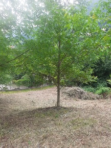 Foto Terreno edificabile in LOC. FOLLA SNC, Claino con Osteno in vendita