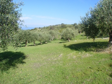 Foto Terreno agricolo in C/da Basalaci, Collesano in vendita