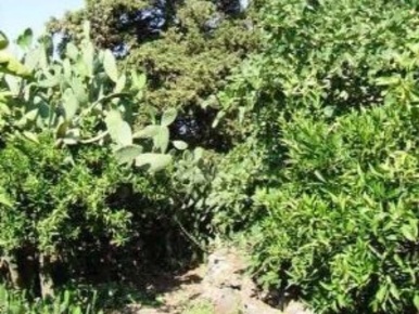 Foto Terreno agricolo in Casal Rosato, Valverde di 10000 m² in vendita