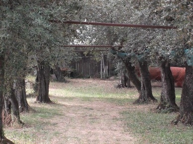 Foto Rustico a Seravezza di 400 m² con 10 locali in vendita