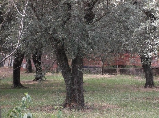 immagine annuncio 9 di 12