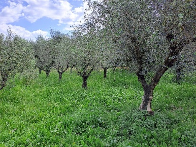 Foto Rustico a Massarosa di 260 m² con 10 locali in vendita