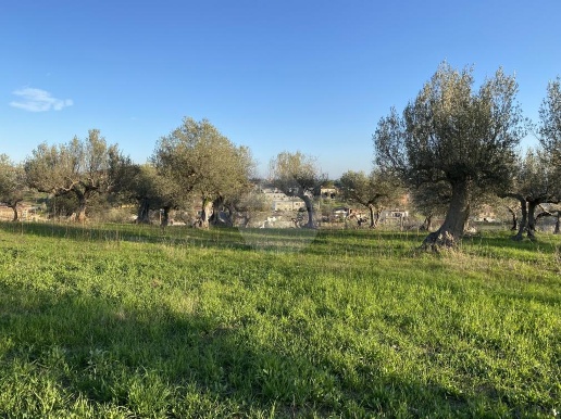 immagine annuncio 12 di 14