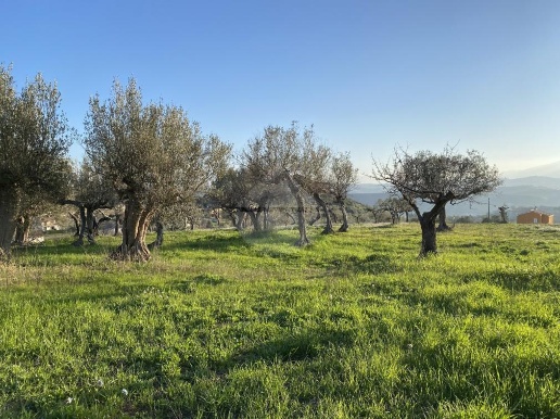 immagine annuncio 13 di 14