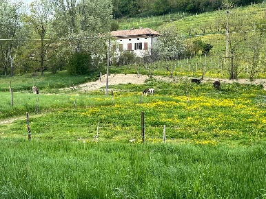 Foto Rustico in via Asti Nizza, Costigliole d'Asti di 279 m² con 9 locali
