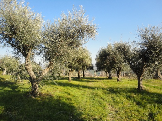 immagine annuncio 1 di 13