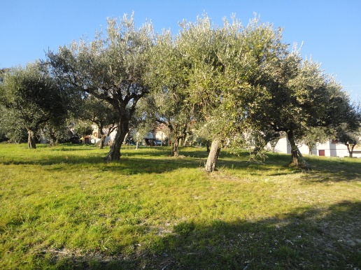 immagine annuncio 3 di 13
