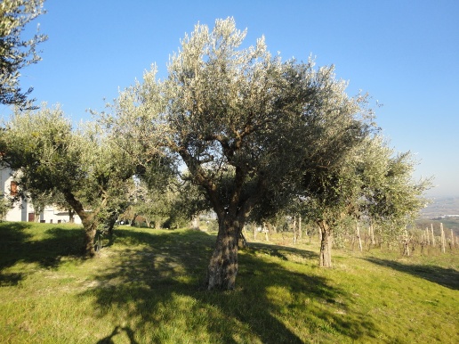 immagine annuncio 4 di 13