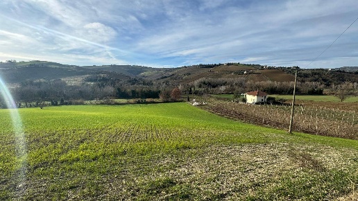 immagine annuncio 5 di 13