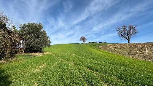 immagine annuncio 11 di 13