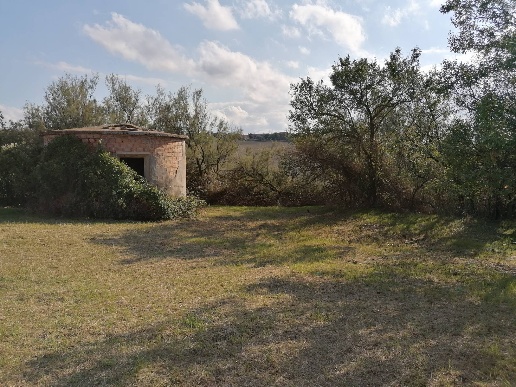 immagine annuncio 5 di 12