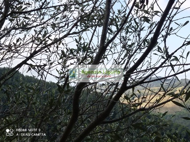 Foto Rustico a Perinaldo di 5000 m² con 1 locali in vendita