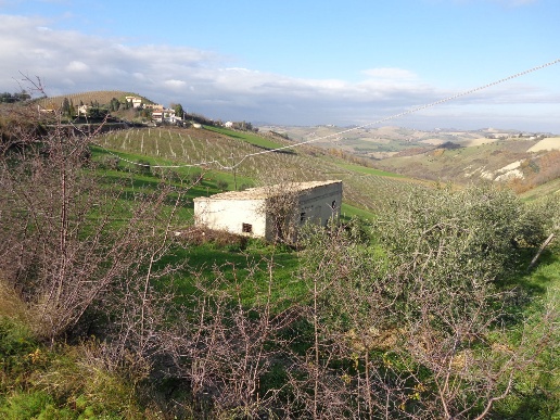 immagine annuncio 11 di 12